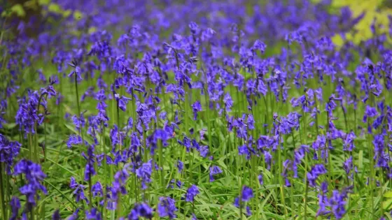 Hallerbos - ‘'The Blue Forest’'