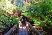 Melba Gully National Park景点图片