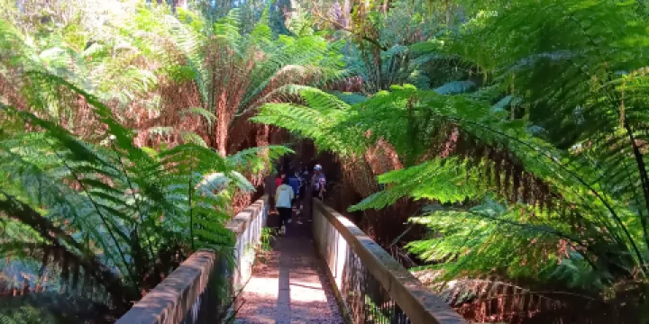 Melba Gully National Park