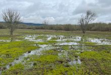 Jackson-Frazier Wetlands景点图片