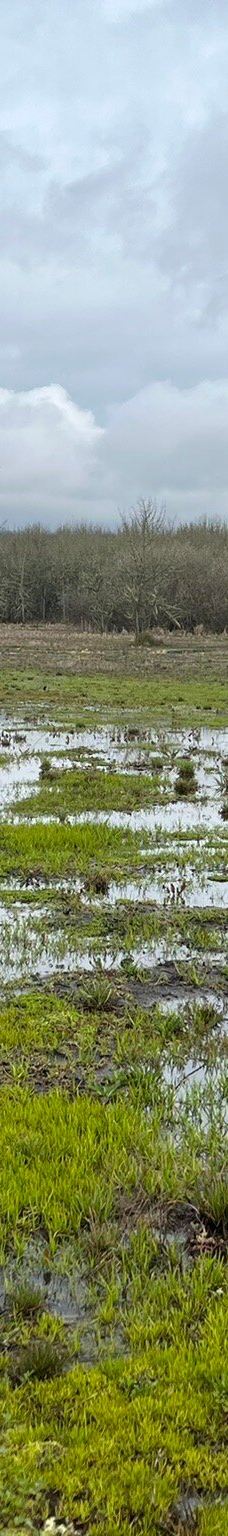 Jackson-Frazier Wetlands-本顿县