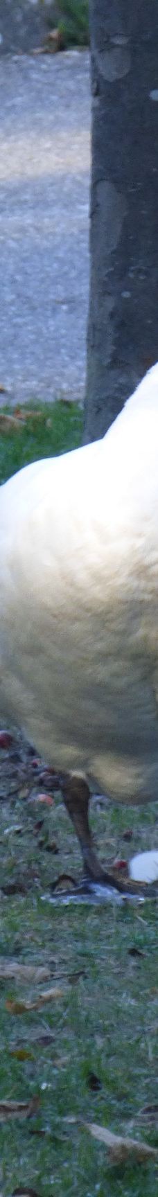 Lac de Creutzwald-柯哲斯瓦尔德拉克鲁瓦