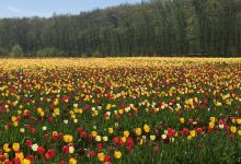 Wicked Tulips Flower Farm景点图片