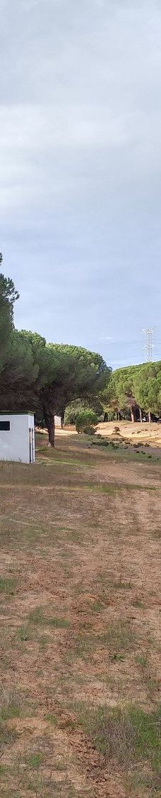 El Pinar del Rey-圣罗克