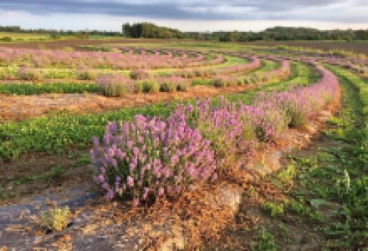 Passion Lavande景点图片