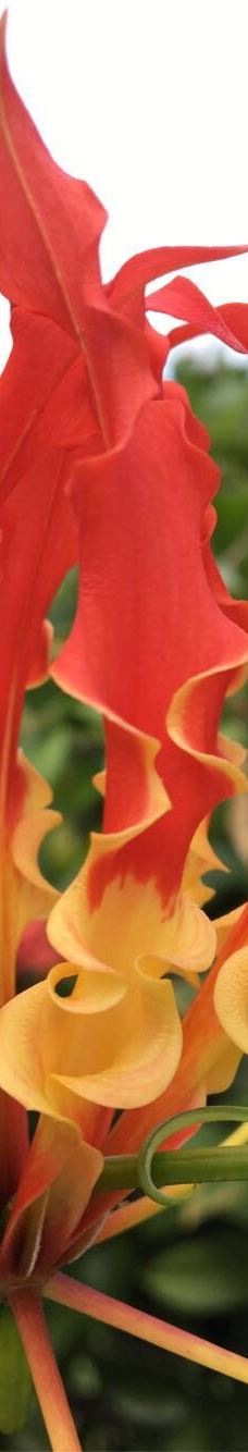 Jardin Creole-勒马兰