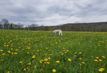 Jamesville beach off leash dog park景点图片