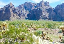 Palm Canyon, Kofa N.W.R.景点图片