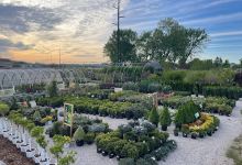 Windridge Perennials & Landscaping购物图片