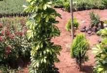 Pepinieres jawad mhalla景点图片