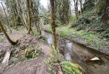 Cougar Creek Woods Community Park景点图片