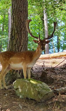 Südliche weinstraße wildlife park-南魏恩斯特拉瑟县