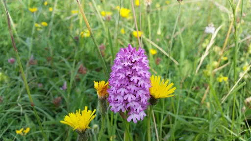 Townclose Hills Nature Reserve