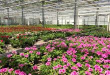 Vrtnarija Terraplant svetovanje in proizvodnja d.o.o.购物图片