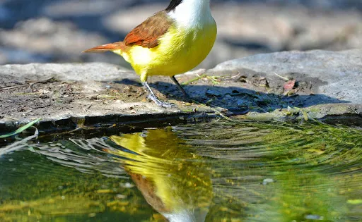 Bentsen-Rio Grande Valley State Park