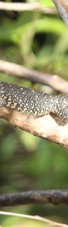 京那巴当岸河-基纳巴唐岸