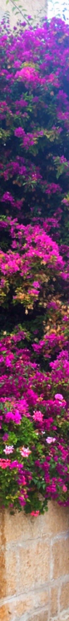 蒙蒂菲奥里风车-耶路撒冷