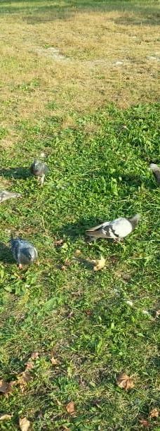 Parco della Pellerina-都灵