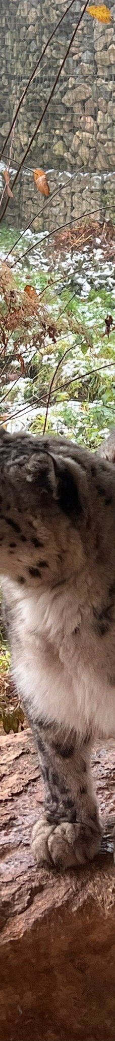 Twycross Zoo-阿瑟斯通