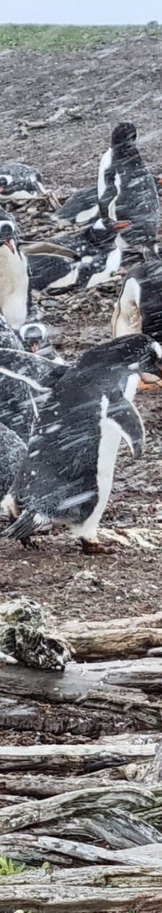 Isla Martillo-乌斯怀亚