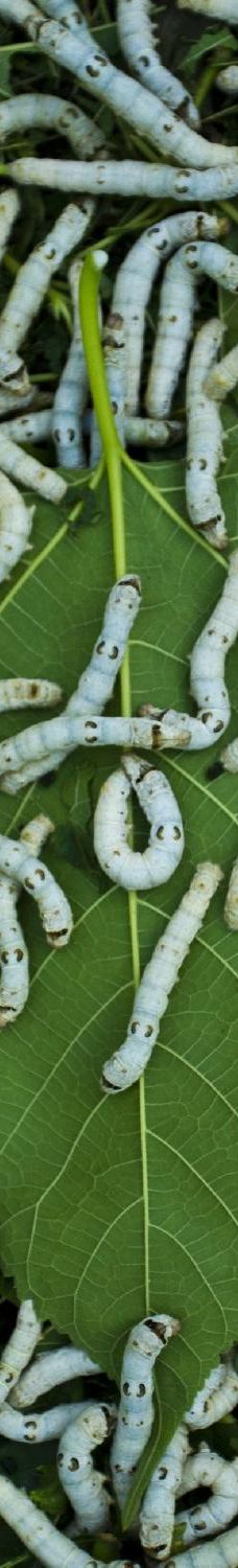 Silk Village Hoi An - The Tourist-会安