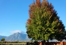 Carson Valley Museum & Cultural Center景点图片