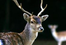 Parc Animalier Saint Martin景点图片