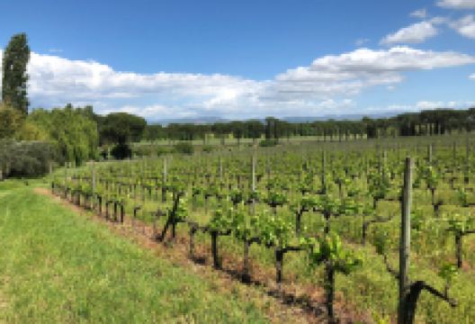 Fattoria del Teso景点图片