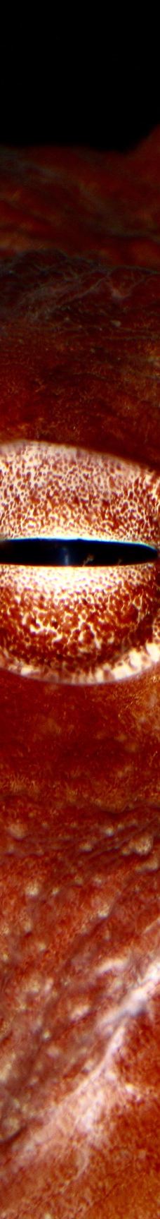 Discovery Passage Aquarium-坎贝尔河