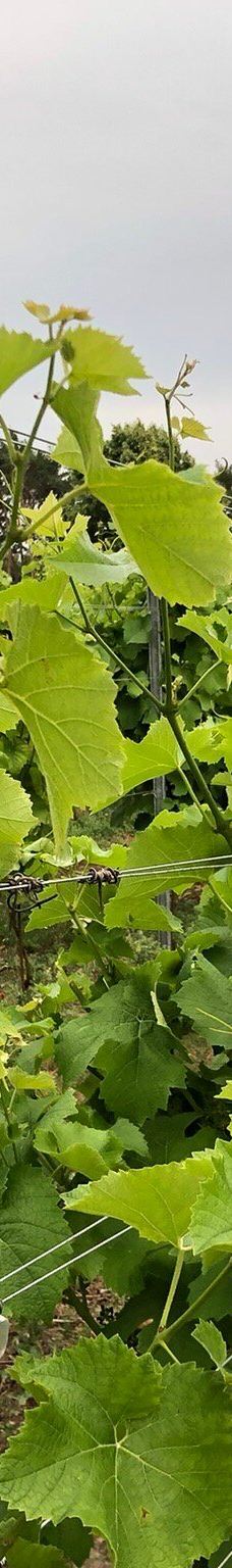 Vingaarden, Lille Gadegaard ( Vineyard )-阿克尔科拜