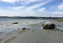 Saltair Beach Park景点图片