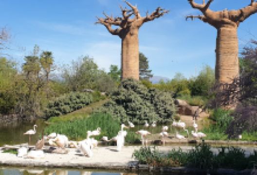 Isola dei lemuri - Zoom Torino景点图片