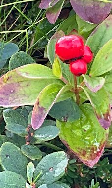 Eldhusøya Turistvegprosjekt-阿维雷