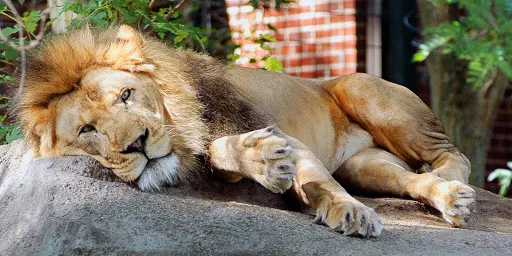 Port Harcourt Zoo