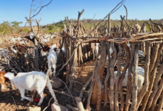 Omusaona Traditional Himba Village景点图片