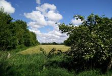 Sellstedter See und Ochsentriftmoor景点图片