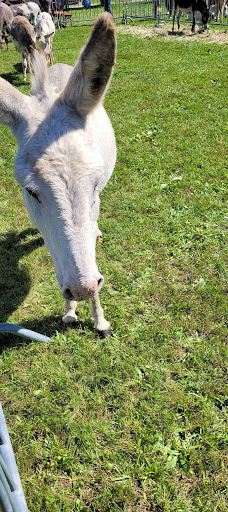 Bauernhaus-Museum Wolfegg-沃尔夫埃格