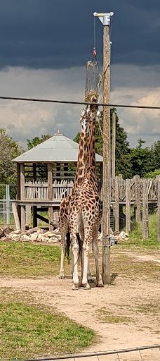 Twycross Zoo-阿瑟斯通