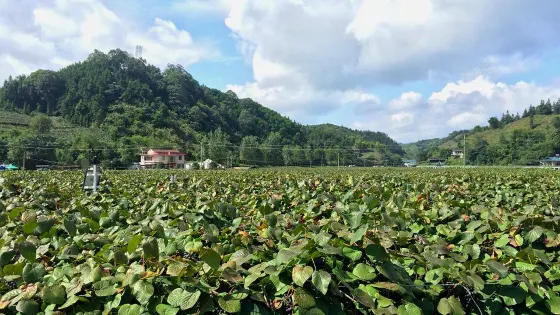 中國南方葡萄溝