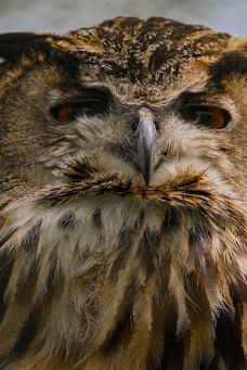 Vogelpark Niendorf-蒂门多尔费尔斯特兰德