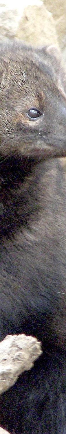 大熊湖动物园-大熊湖