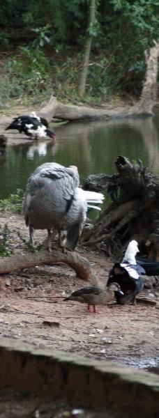 Botanical Garden of Asunción-亚松森