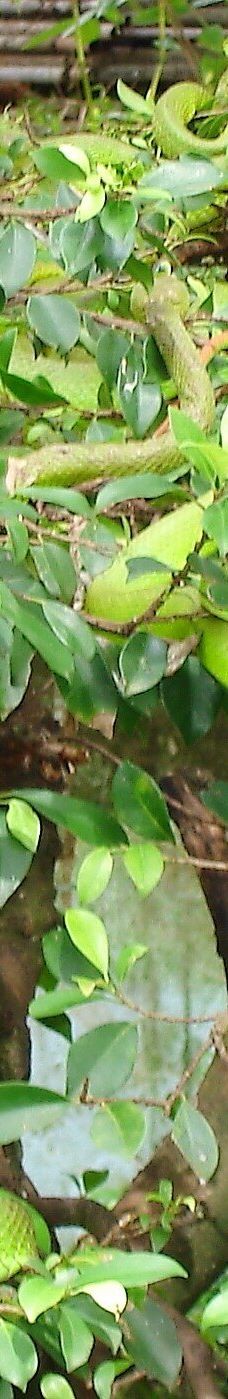 Dong Tam Snake Farm-周城县