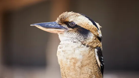 橡樹谷農場動物園