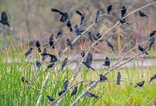 Santa Ana National Wildlife Refuge景点图片
