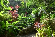 Andromeda Botanic Gardens景点图片