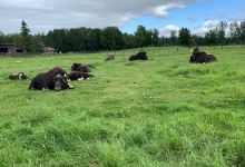 Musk Ox Farm景点图片