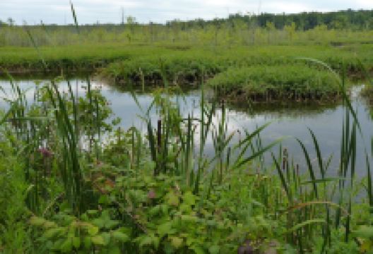 Iroquois National Wildlife Refuge景点图片