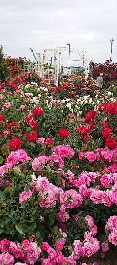 Yoshiumi Rose Park-今治市