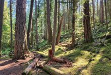 Sechelt Heritage Hidden Groves景点图片